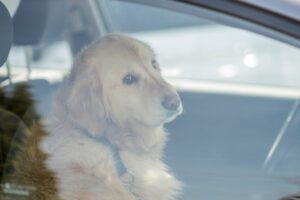 Cane chiuso in auto